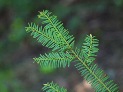 Image of Canadian Yew