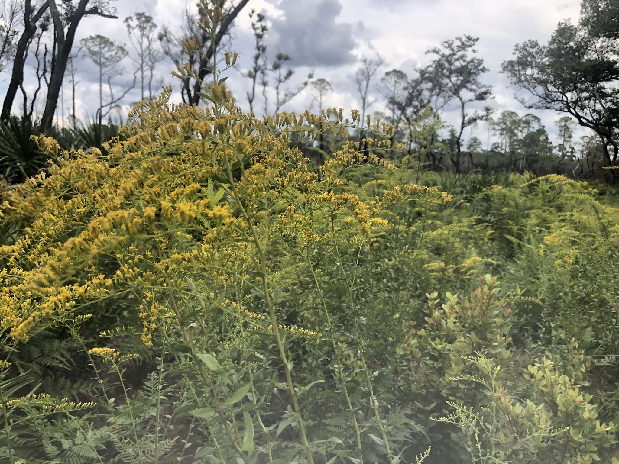 Image de Solidago odora subsp. chapmanii (A. Gray) Semple