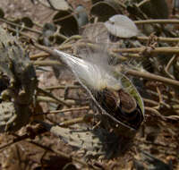 Image of Pergularia tomentosa L.