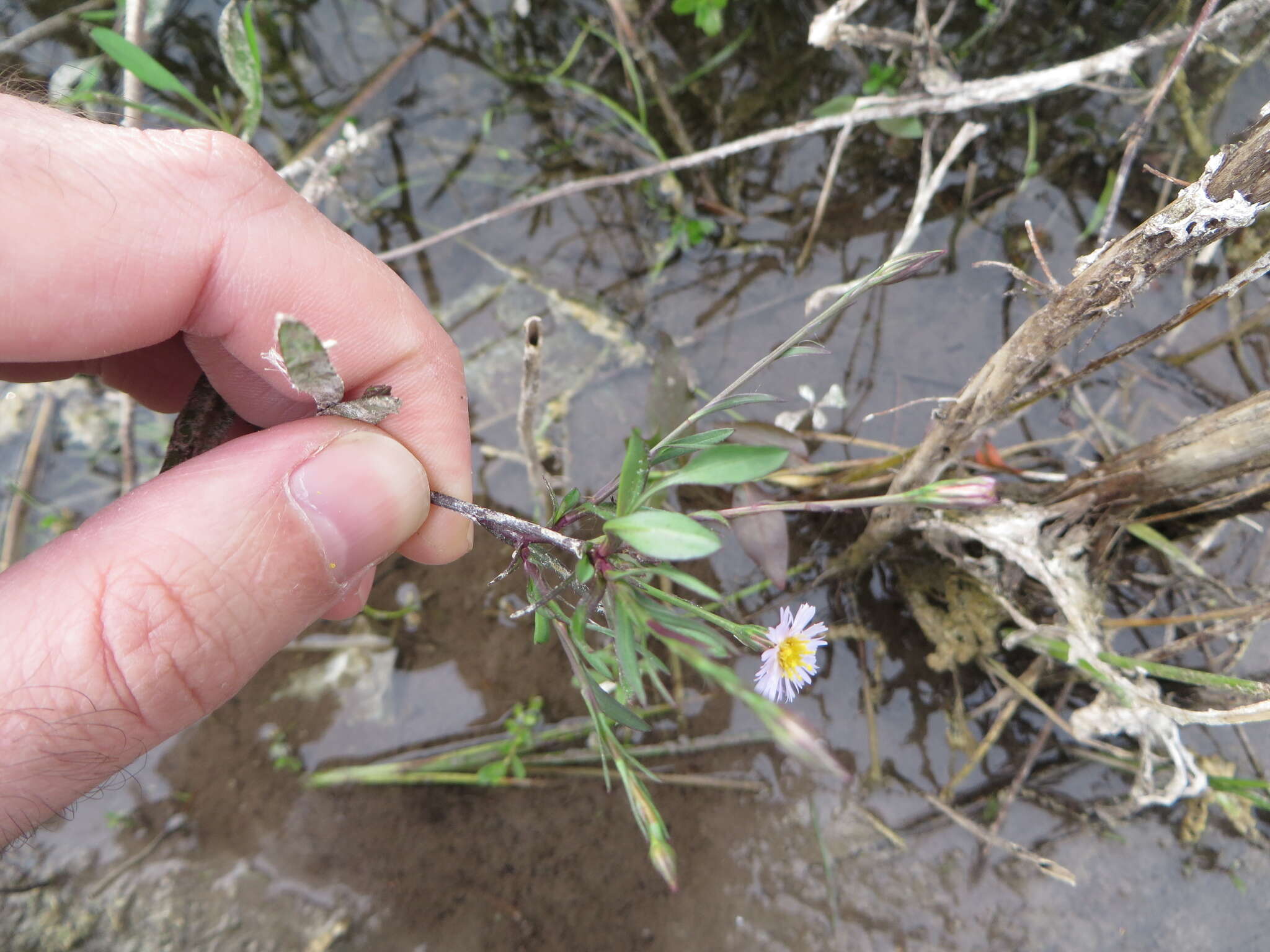 Image of Island American-Aster