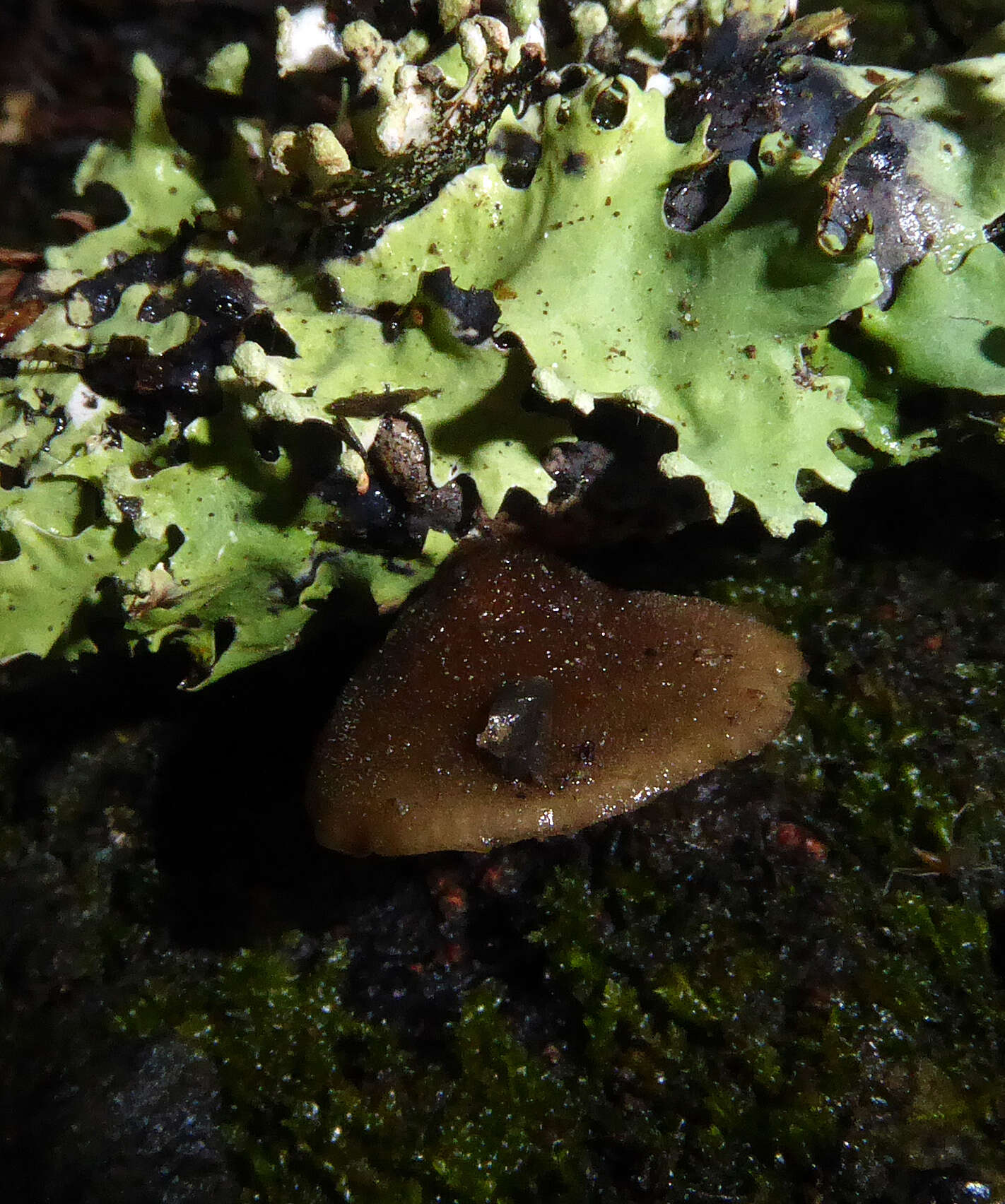 Image of Hohenbuehelia brunnea G. Stev. 1964