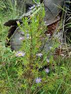 Olearia tenuifolia (DC.) Benth. resmi