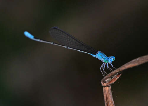 Image of Attentuated Bluet