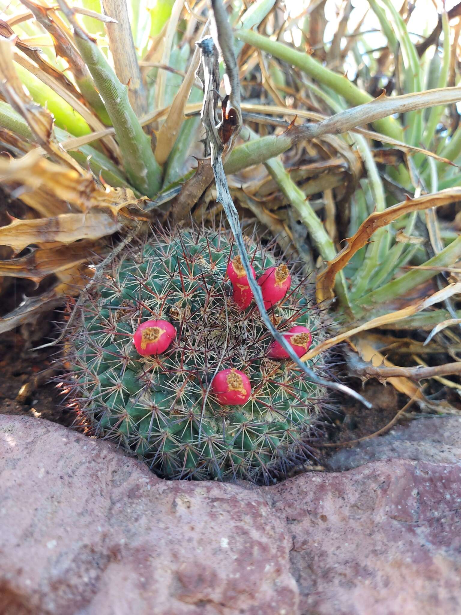 Image de Mammillaria johnstonii Orcutt