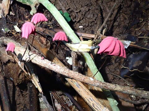 Image of Marasmius haematocephalus (Mont.) Fr. 1838