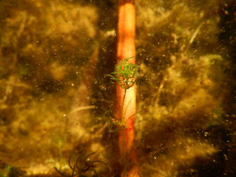 Image of Convergent stonewort