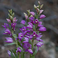 Image of Cephalanthera kurdica Bornm. ex Kraenzl.