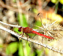 Слика од Orthemis nodiplaga Karsch 1891