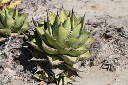 Agave margaritae Brandegee resmi