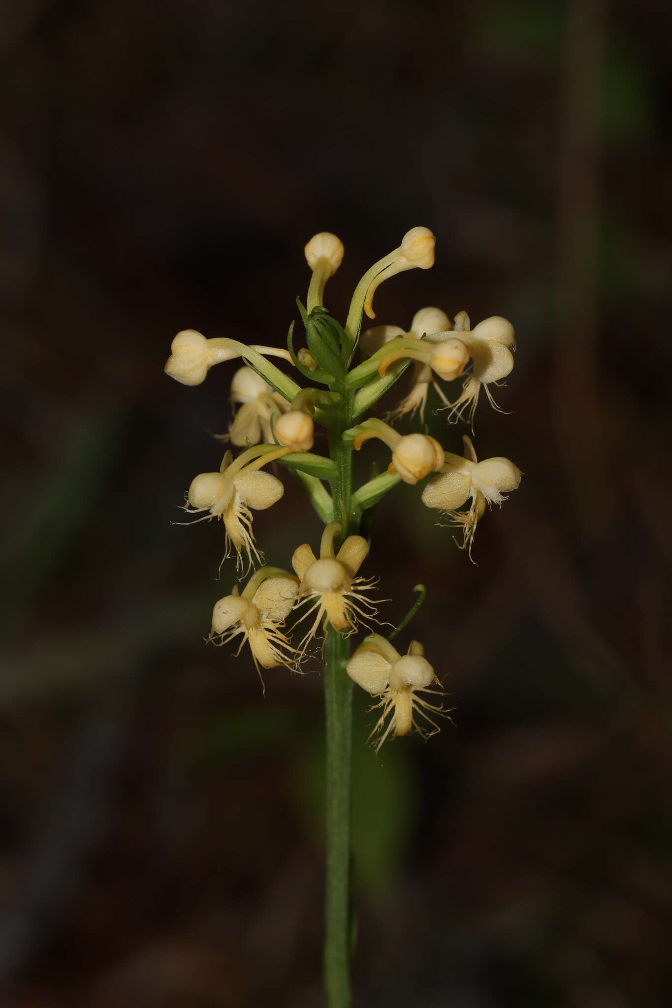 Platanthera pallida P. M. Br. resmi