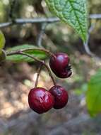 Image of hollyberry cotoneaster