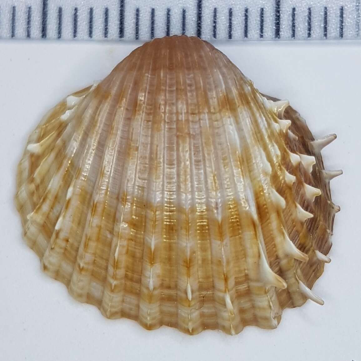 Image of spiny cockle