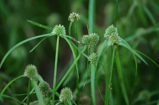 Image of Cyperus hortensis (Salzm. ex Steud.) Dorr