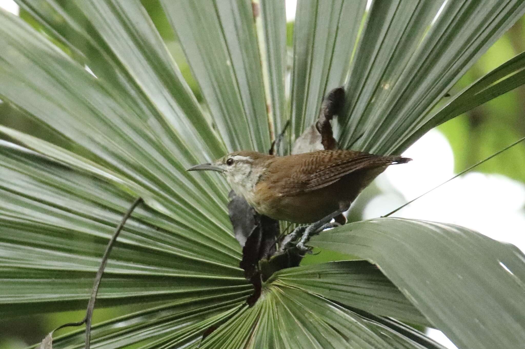 Image of Buff-breasted Wren