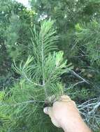 صورة Pinus remota (Little) D. K. Bailey & Hawksw.