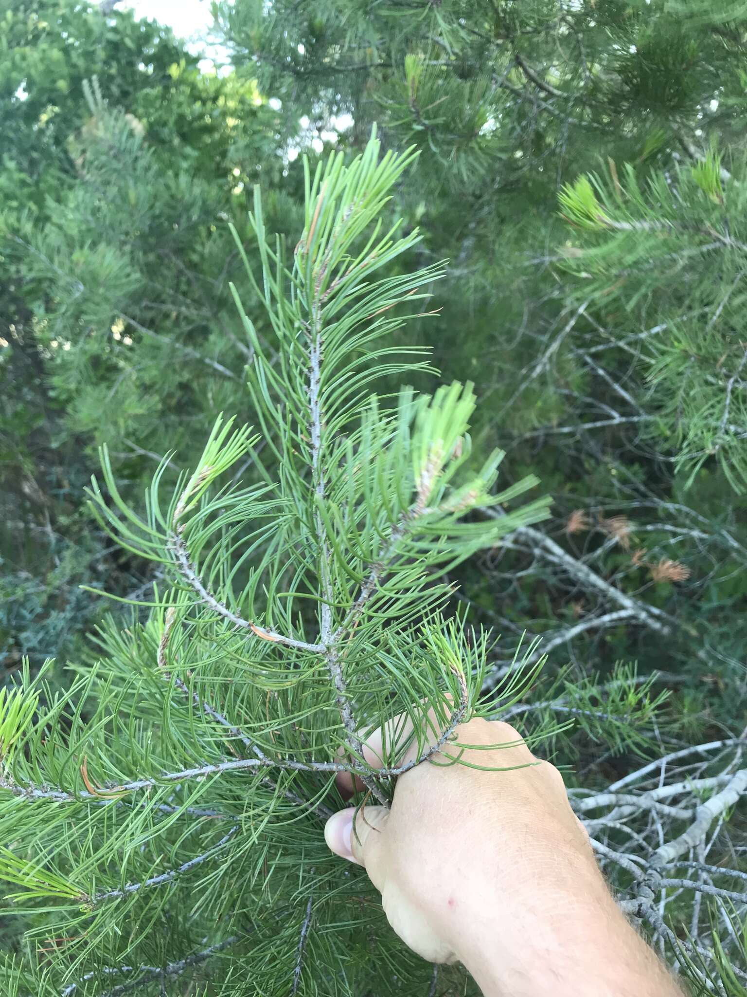 صورة Pinus remota (Little) D. K. Bailey & Hawksw.