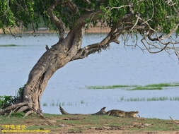 Image of Broad-snouted Crocodile