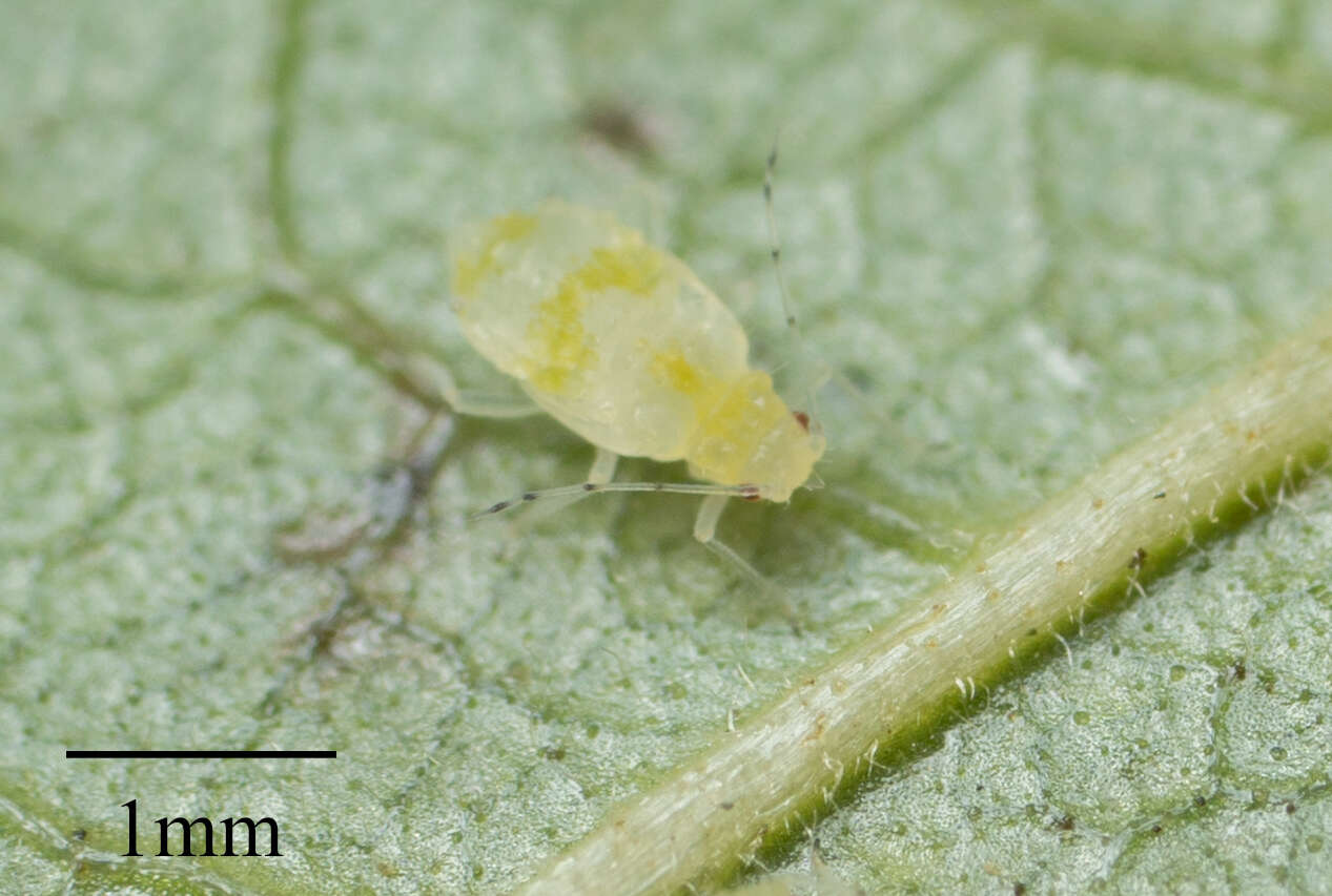 Image of Aphid