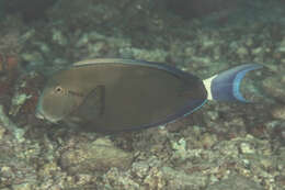 Image of Orange socket surgeonfish