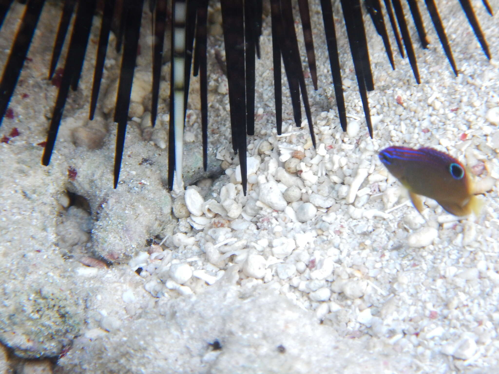 Image of Ocellate damselfish