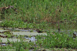 Image of Wattled Jacana