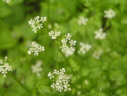 Image of garden chervil