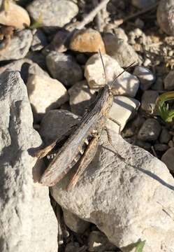 Image of Chorthippus (Glyptobothrus) jacobsi Harz 1975