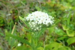 صورة Achillea millefolium var. borealis (Bong.) Farw.