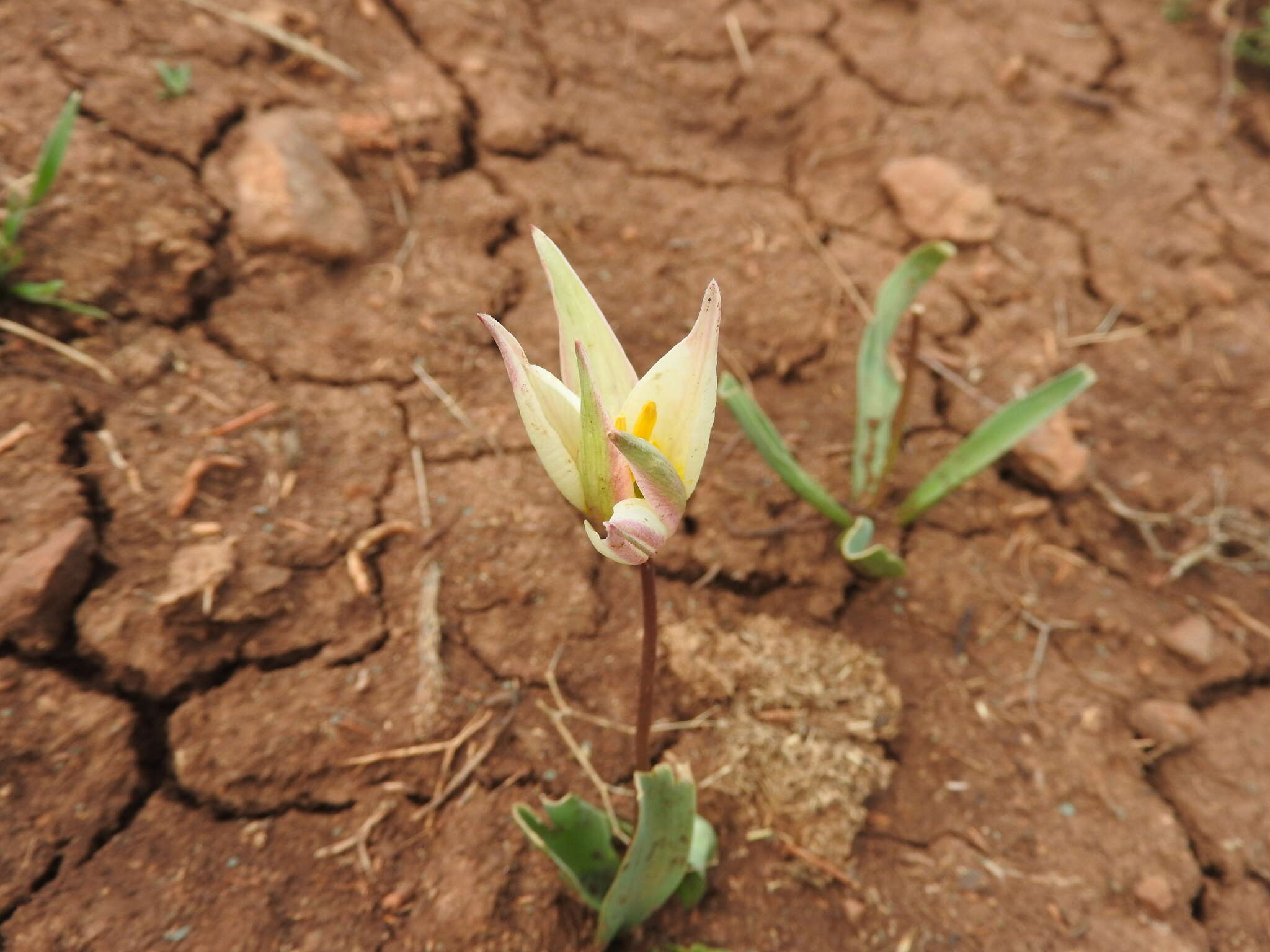 Image of Tulipa sylvestris subsp. primulina (Baker) Maire & Weiller
