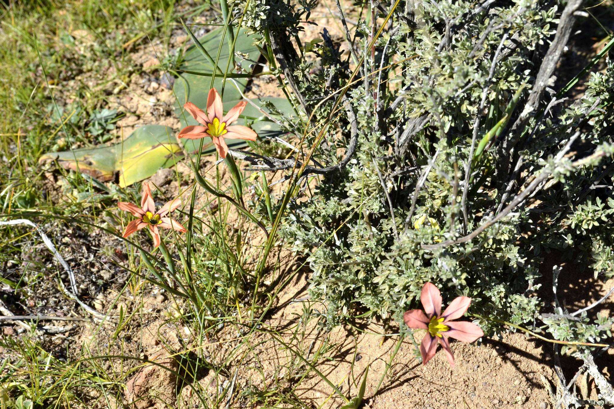 Image of Moraea vallisbelli (Goldblatt) Goldblatt