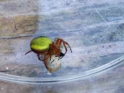 Image of Six-spotted Yellow Orbweaver