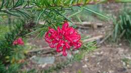 Image of Grevillea rosmarinifolia A. Cunn.