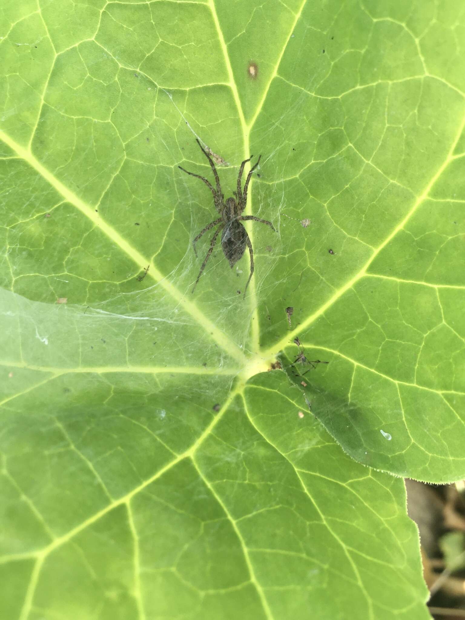 Image of Utah Funnel-web Spider