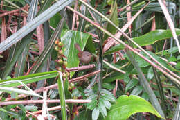 Image of Aberrant Bush Warbler