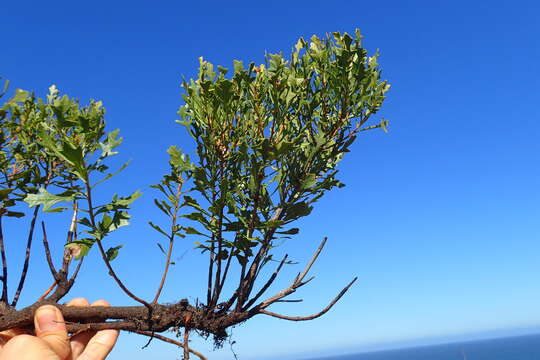 Image of Morella quercifolia (L.) D. J. B. Killick