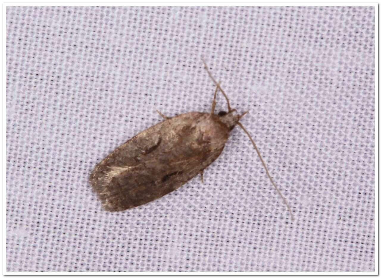 Image of Agonopterix curvilineella Beutenmüller 1889