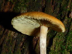 Image of Galerina marginata (Batsch) Kühner 1935