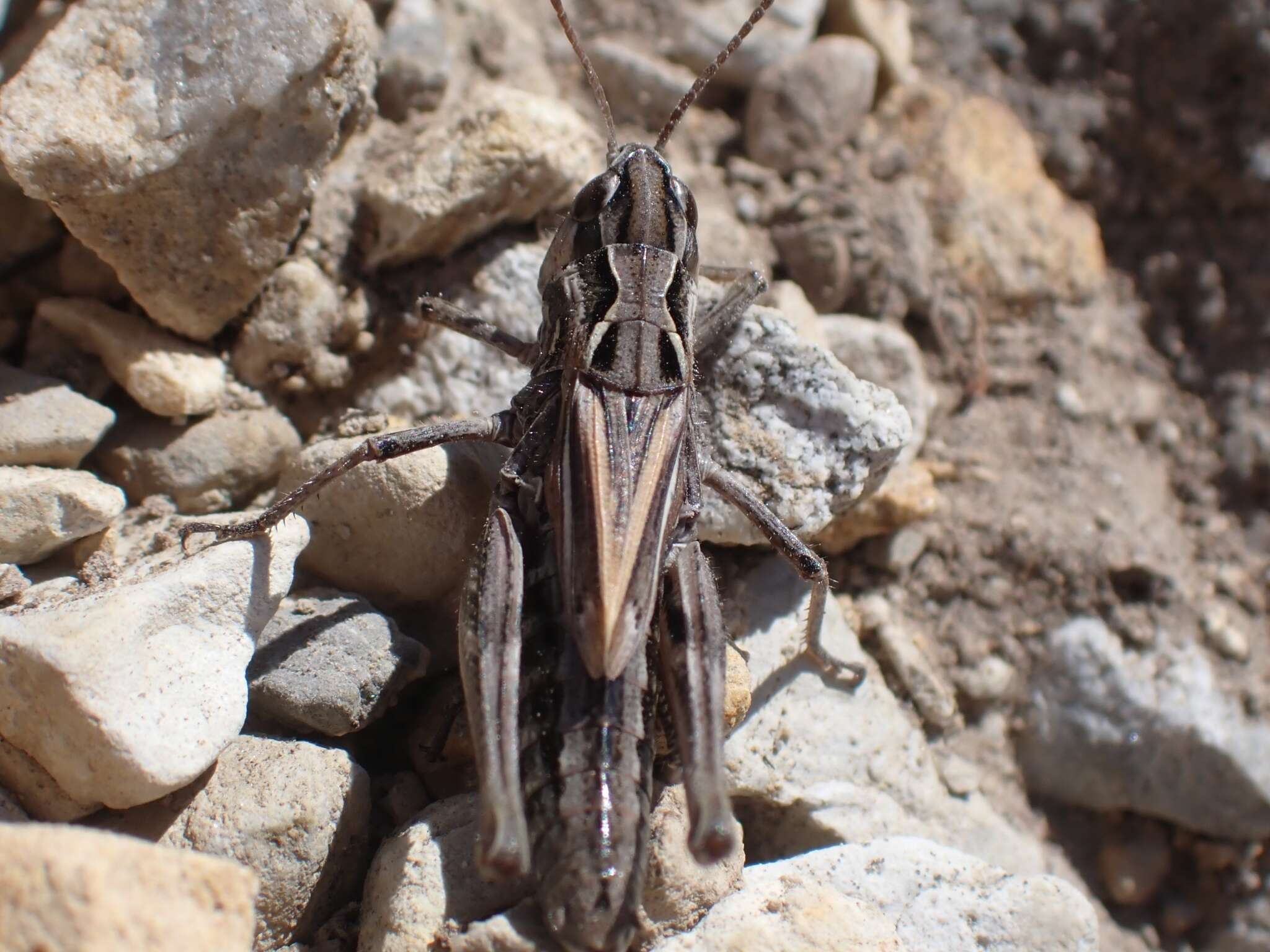 Aeropedellus clavatus (Thomas & C. 1873)的圖片