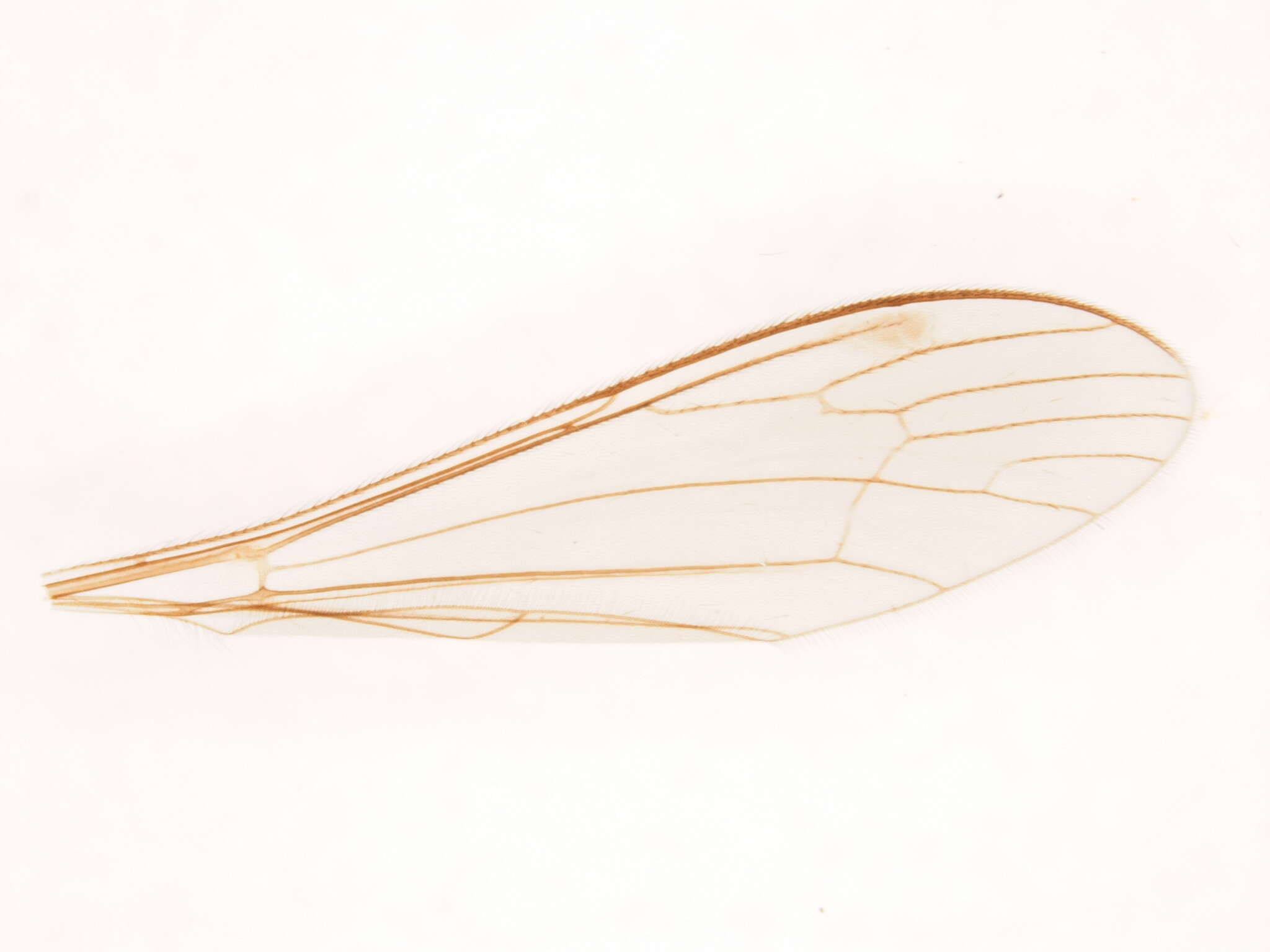 Image of Dicranomyia (Dicranomyia) swezeyi Alexander 1919