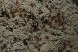Image of Chocolate tiny anemome