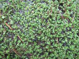 Image of Leptinella dispersa subsp. rupestris (D. Lloyd) D. G. Lloyd & C. J. Webb