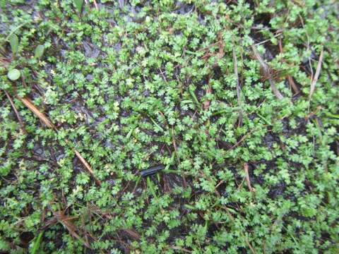 Image of Leptinella dispersa (D. Lloyd) D. G. Lloyd & C. J. Webb