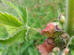 Scrophularia grandiflora DC. resmi