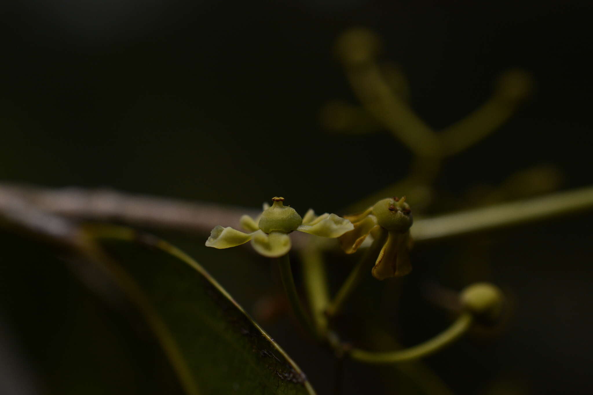 Image of Pristimera arnottiana (Wight) R. H. Archer