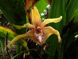 Image of Maxillaria striata Rolfe