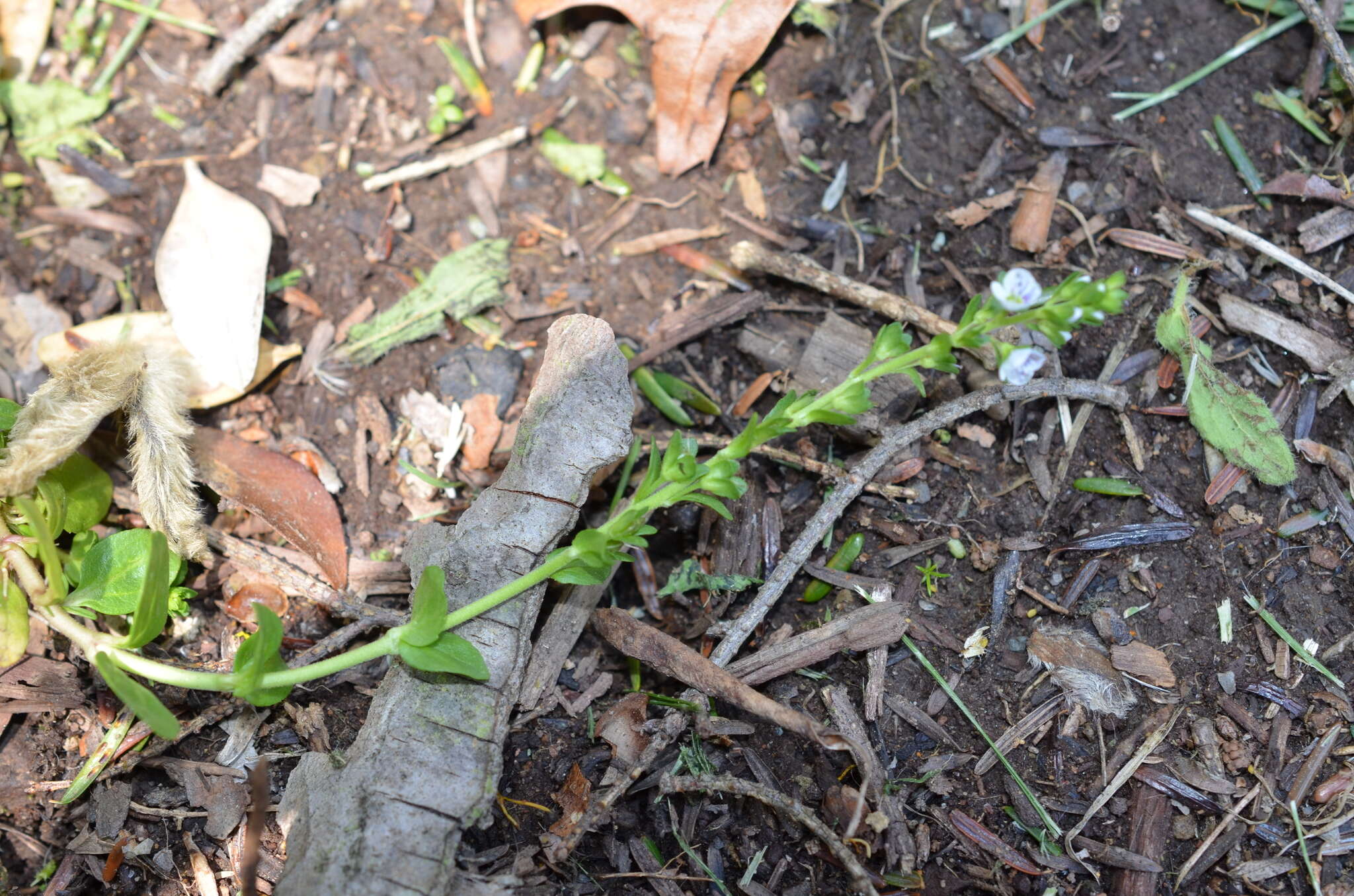 Plancia ëd Veronica serpyllifolia subsp. serpyllifolia