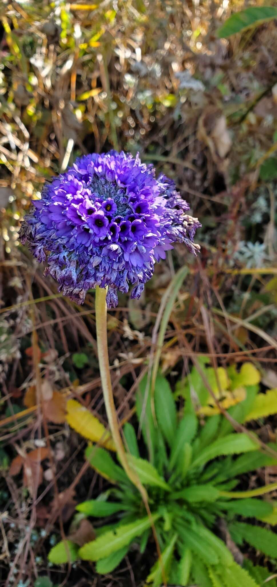 Primula glomerata Pax resmi