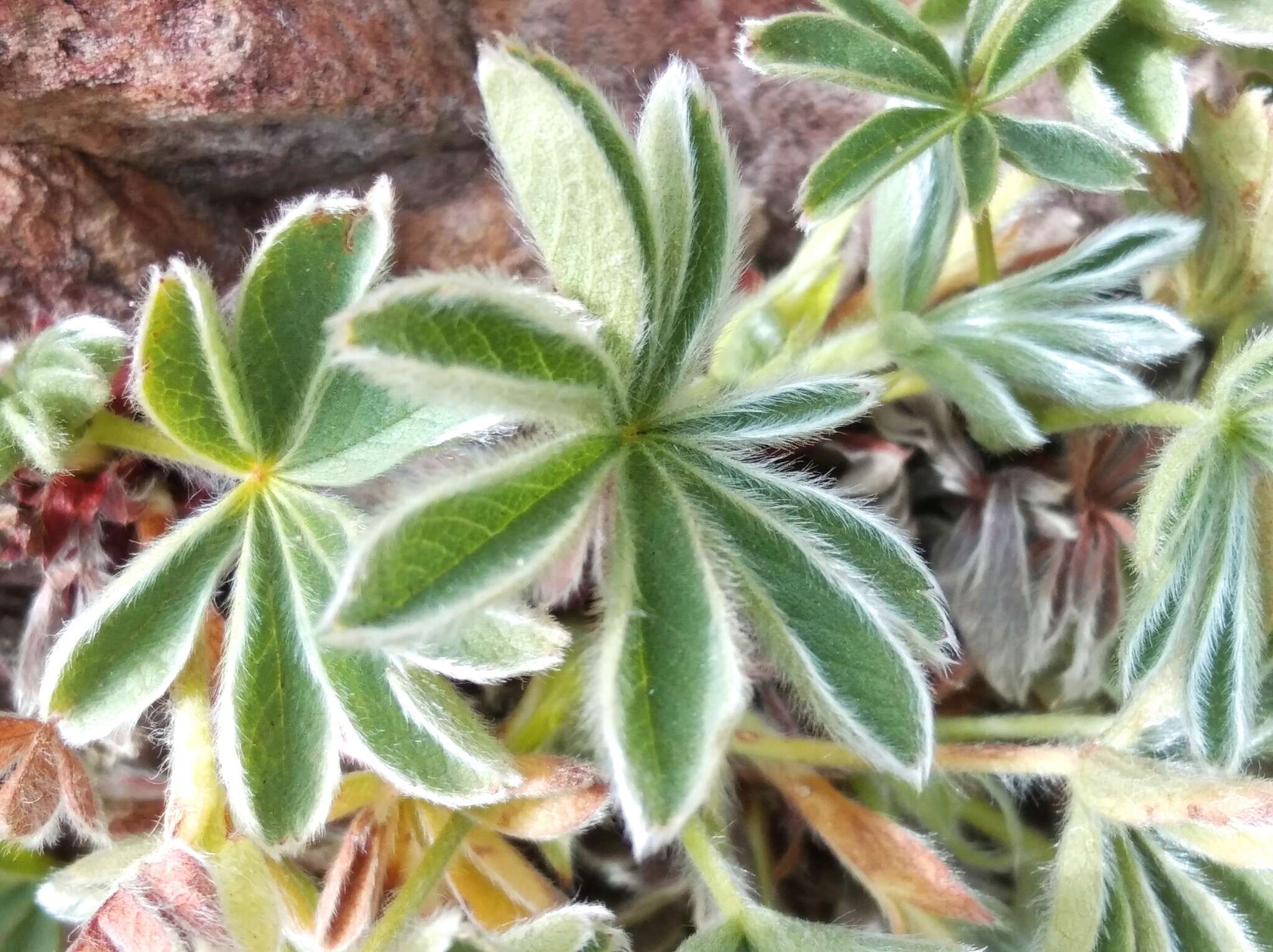 Imagem de Potentilla nivalis Lapeyr.