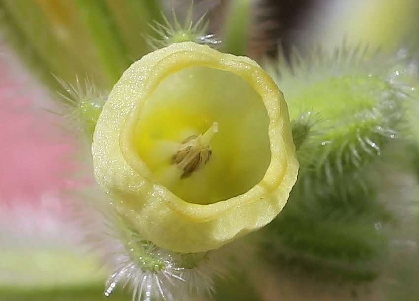 صورة Onosma tricerosperma Lag.