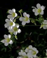 Sivun Saxifraga fragilis Hort. Schweig. ex Schrank kuva